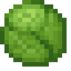 Cabbage