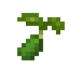 Zucchini Seed