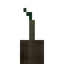 Coconut Sprout