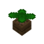Plant In Pot