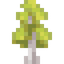 Aspen Sapling