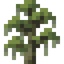Cypress Sapling