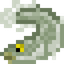 Arapaima