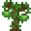 Guava Sapling
