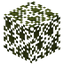 Araucaria Leaves