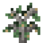 Candlenut Sapling