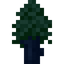 Redwood Sapling