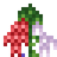 Foxglove