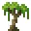 Kapok Sapling