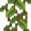 Cave Vines Plant