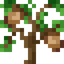 Walnut Sapling