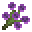 Purple Wildflower