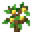 Lemon Sapling