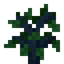 Oak Sapling