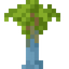 Eucalyptus Sapling