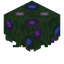 Hydrangea Hedge