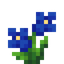 Enzian