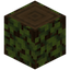 Overgrown Spruce Log