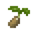 Kiwi Seed
