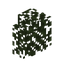 Birch Hedge