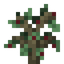 Pomegranate Sapling