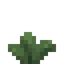Sage Succulent