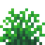 Green Snowbelle