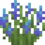 Blue Lupine