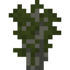 Hornbeam Sapling