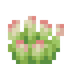 Regal Succulent