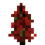 Red Spruce Sapling