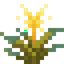 Sparkflower