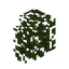 Acacia Hedge