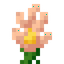 Rannuncarpus