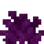 Bubble Coral