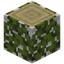 Overgrown Birch Log