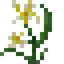Easter Lily
