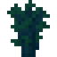 Acacia Sapling