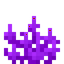 Anchor Coral Fan