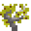 Ginkgo Sapling