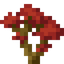 Red Maple Sapling