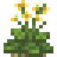 Wild Cabbage