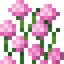 Tall Pink Allium