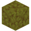 Horn Coral Block