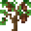 Pecan Sapling