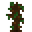 Cempedak Sapling