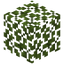 Palo Verde Leaves