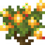 Firecracker Flower Bush