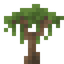 Mahogany Sapling