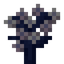 White Cherry Sapling